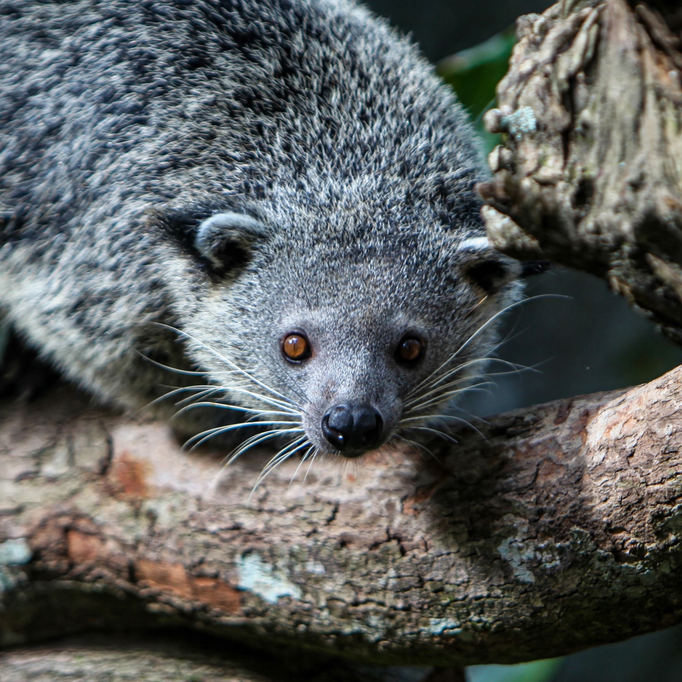 Binturong