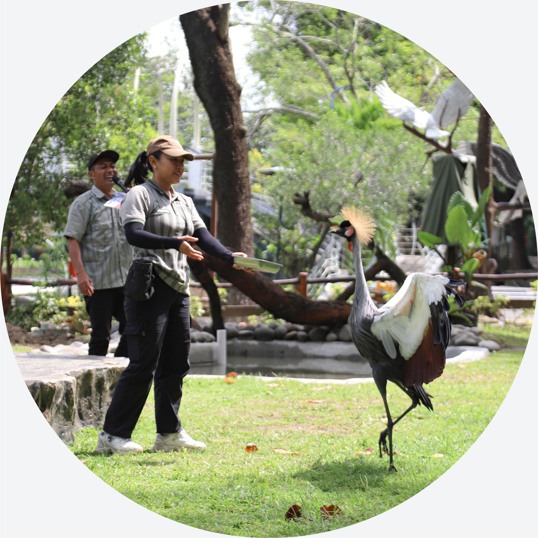 Presentasi & Edukasi Satwa Aves (PES Aves)