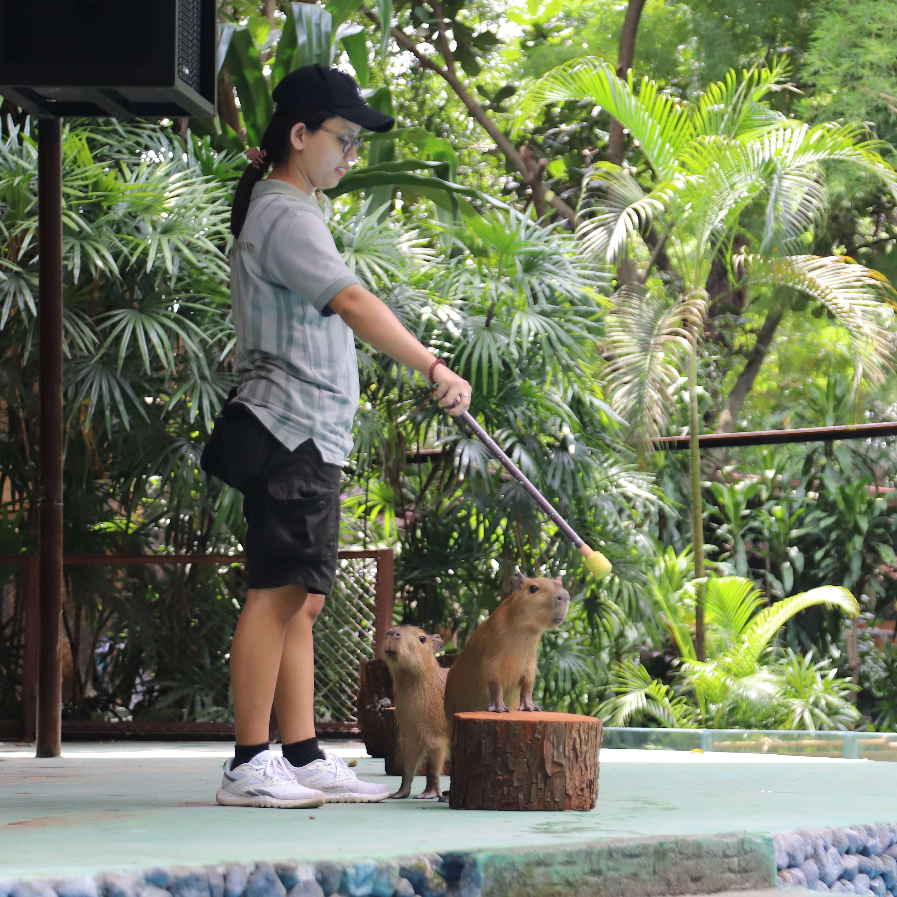 Presentasi & Edukasi Satwa Aves (PES Mamalia)